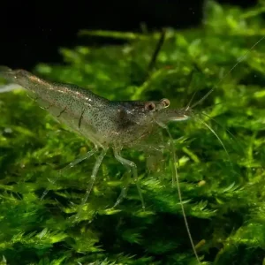 Sulawesi Inlandsgarnele (Caridina cf. parvidentata) Jetzt Kaufen