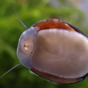 Anthrazit-Napfschnecke - Aus Quarantäne Garantierte Lieferung
