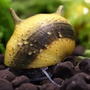 Geweihschnecke gelb-schwarz (Quarantäne) | 100% Planarienfrei Neue Ware