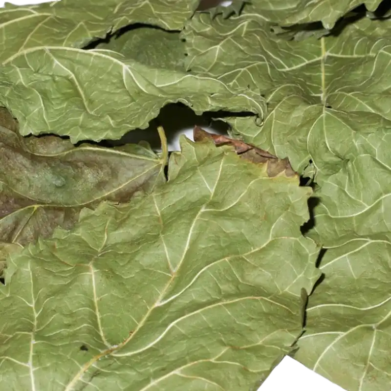 Maulbeerbaum Blätter | Der Lieblings-Snack für Garnelen Import. grün. luftgetrocknet. 10 Stk. Sonderaktion
