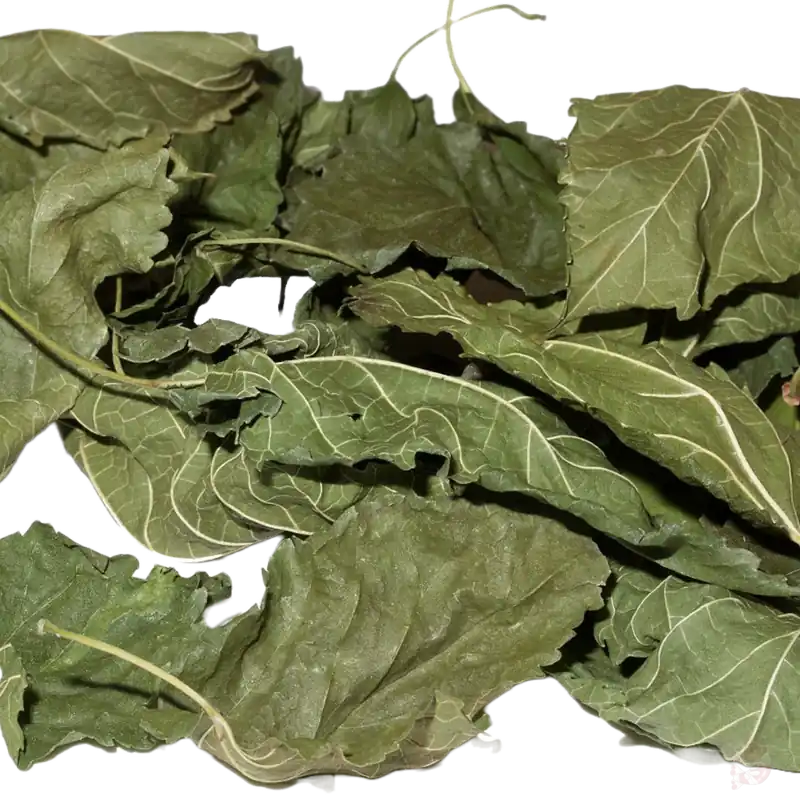 Maulbeerbaumblätter, 15 Stk. (Einheimisch, grün) | Garnelen-Snack Import. grün. luftgetrocknet. 10 Stk. Beliebt
