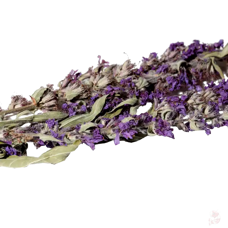 Blutweiderichblüten, getrocknet | 2-3 Stk. Naturfutter Must-Have