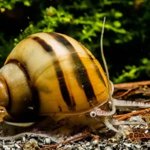 Zebra Apfelschnecke - Asolene spixi (DNZ) - Aus Quarantäne Haltung Neuheit