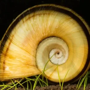 Paradiesschnecke (Quarantäne) | 100% Planarienfrei | Gestreifte Marisa Rabatt