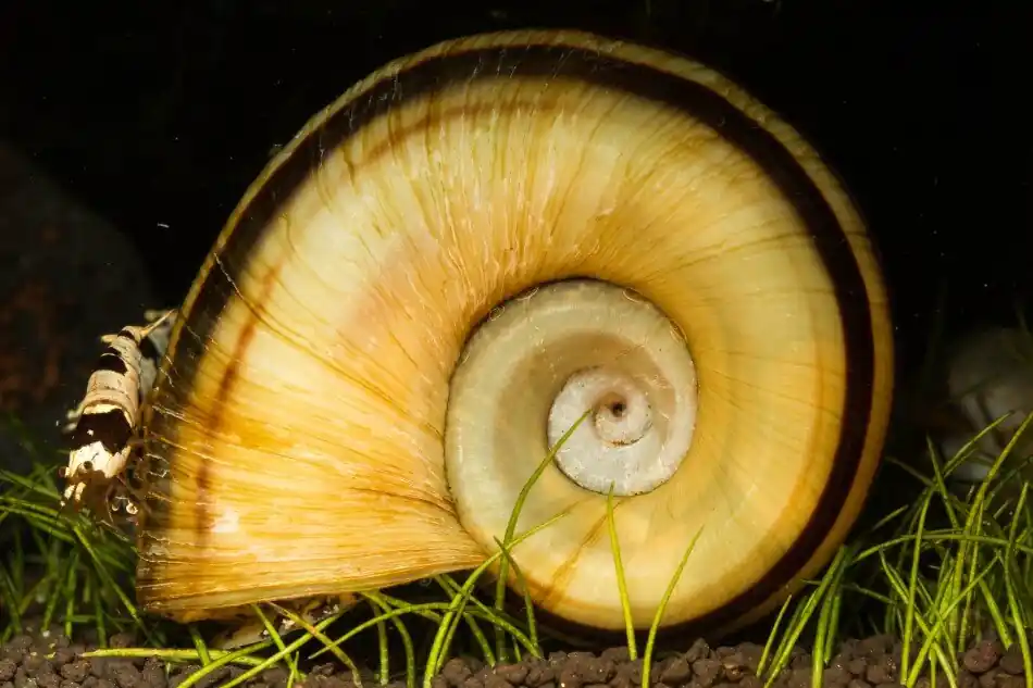Paradiesschnecke (Quarantäne) | 100% Planarienfrei | Gestreifte Marisa Rabatt