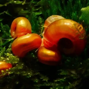 Preisreduziert Orange / Rote Posthornschnecke (PHS) Premium - Aus Quarantäne Haltung (DNZ)