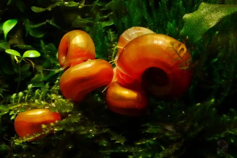 Preisreduziert Orange / Rote Posthornschnecke (PHS) Premium - Aus Quarantäne Haltung (DNZ)