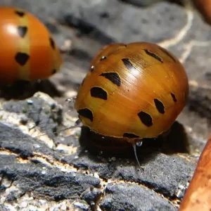Angebot Orange Track Rennschnecke - Aus Quarantäne Haltung