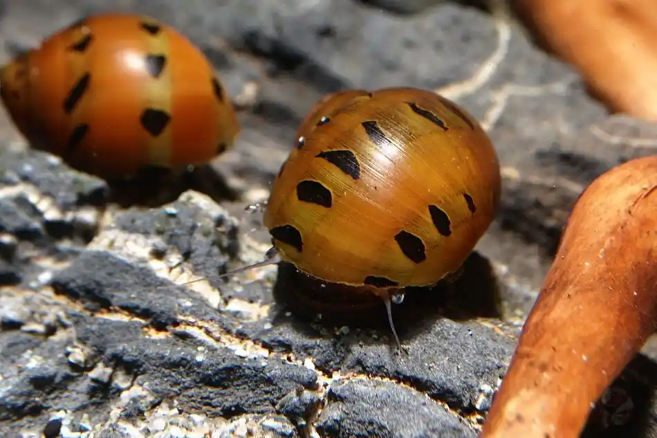 Angebot Orange Track Rennschnecke - Aus Quarantäne Haltung