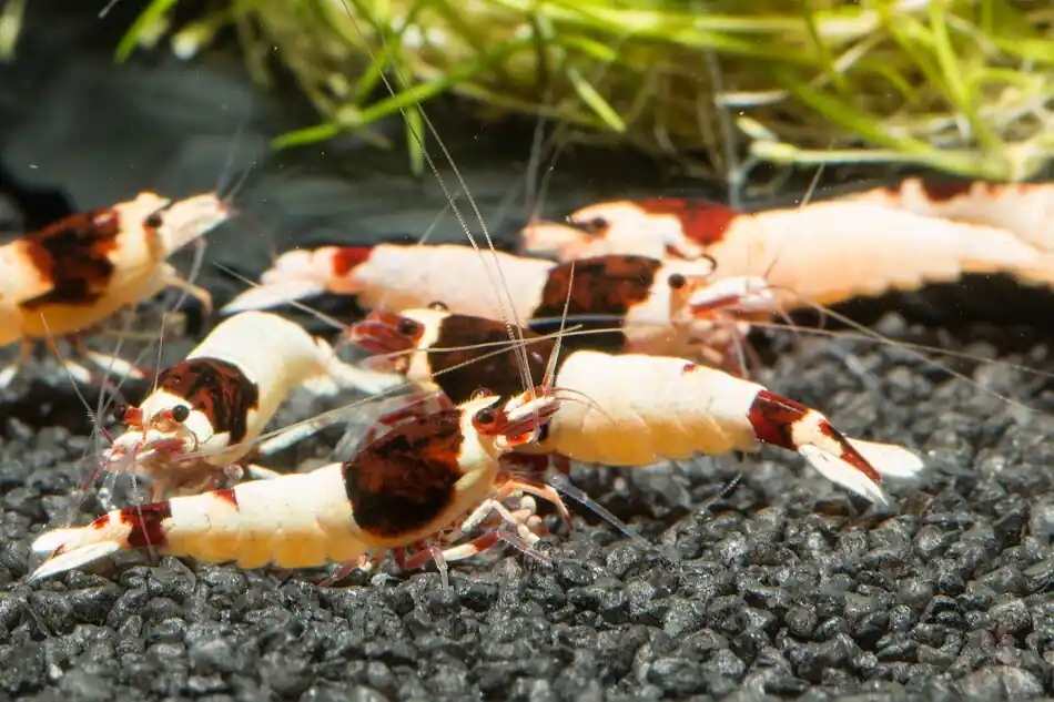 Beliebt Taiwan Bee "Red Shadow Mosura" (DNZ)