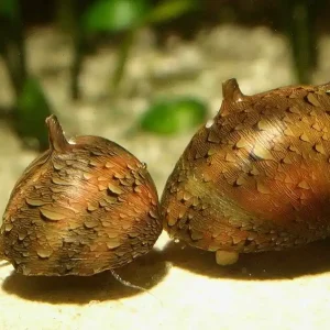 Bunte Hörnchenschnecke (Clithon sowerbyana) | Quarantäne, planarienfrei Must-Have