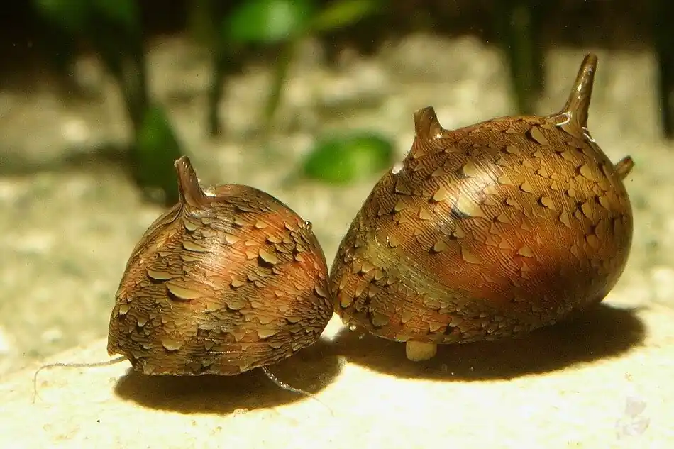 Bunte Hörnchenschnecke (Clithon sowerbyana) | Quarantäne, planarienfrei Must-Have