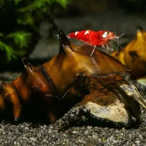 Sonderangebot Pagodenschnecke | Brotia pagodula | Exotische Stachelschnecke für Sulawesi- & Gesellschaftsbecken