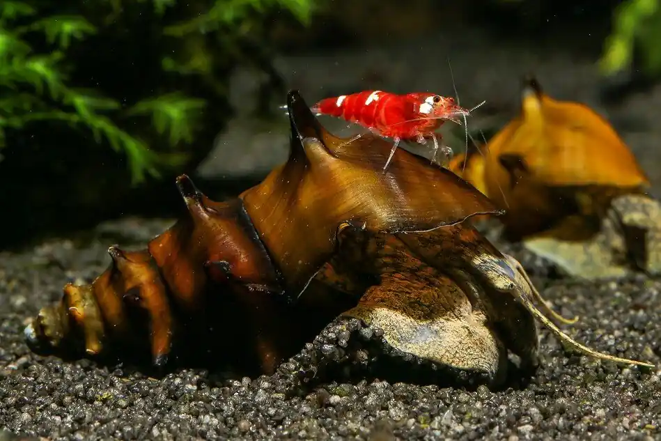 Sonderangebot Pagodenschnecke | Brotia pagodula | Exotische Stachelschnecke für Sulawesi- & Gesellschaftsbecken