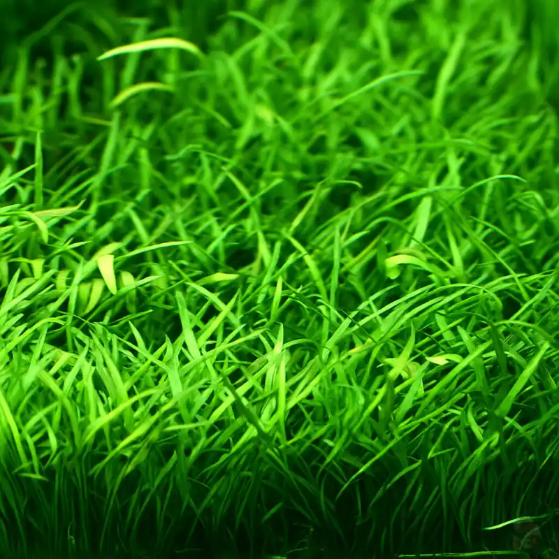 Lilaeopsis brasiliensis im Topf Preiswert