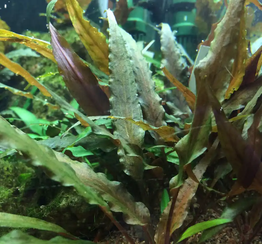Aktuell Cryptocoryne undulatus 'Broad Leaf' 1-2-GROW!