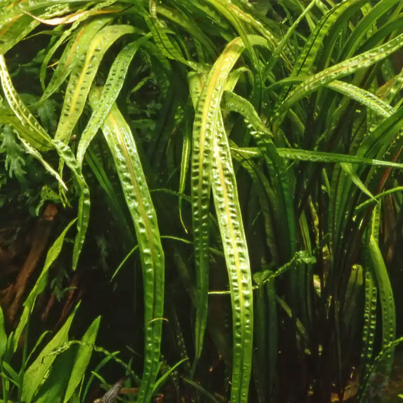 Zertifiziert Cryptocoryne crispatula 1-2-Grow!