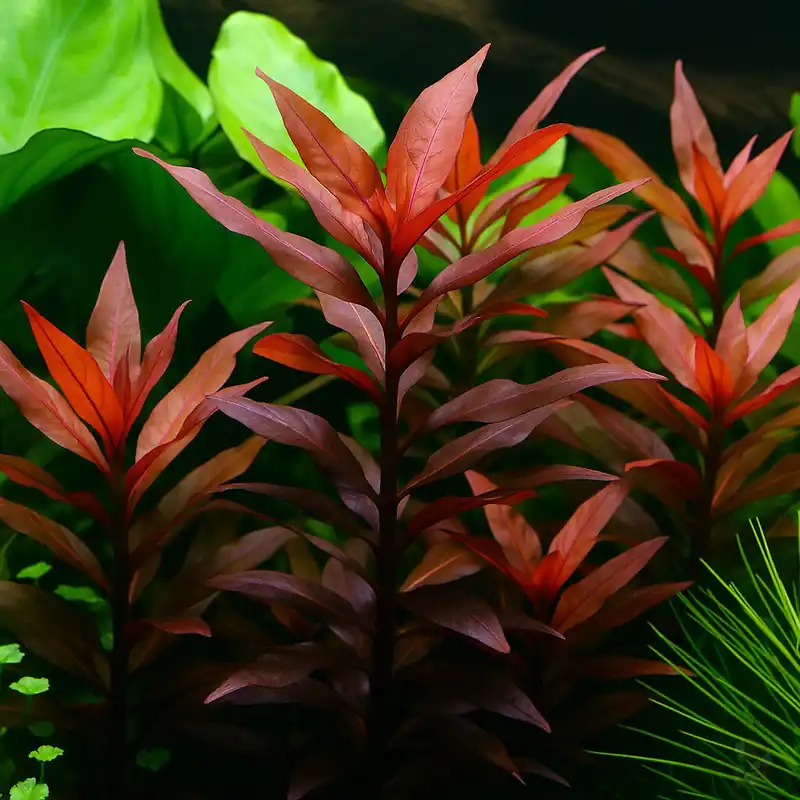 Expressversand Ludwigia glandulosa im Topf