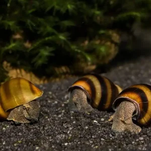 Bienenschnecke - Brotia manningi (dautzenbergiana) | Gestreifter Bodengrund-Reiniger Letzte Chance