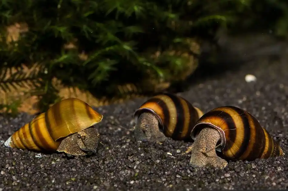 Bienenschnecke - Brotia manningi (dautzenbergiana) | Gestreifter Bodengrund-Reiniger Letzte Chance