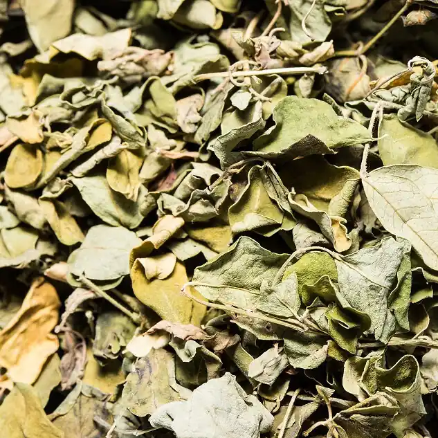 Preisknaller Moringa Oleifera Blätter | Superfood & Ergänzungsfutter für Garnelen 10 g