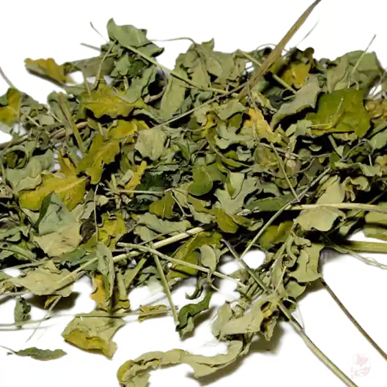 Schnäppchen Moringa Oleifera Blätter, 10 g | Superfood für Garnelen 10 g