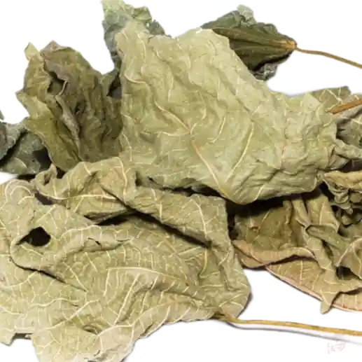 Feigenblätter XL, 5 Stk. | Gesundes Naturlaub für Garnelen Markenprodukt