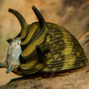 Preis Gesenkt Geweihschnecke Sun (Clithon) | Sonnige Farbe & Algenfresser