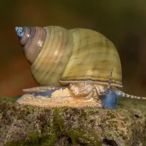 Top-Seller Tiger Turmdeckelschnecke - Aus Quarantäne Haltung (DNZ)