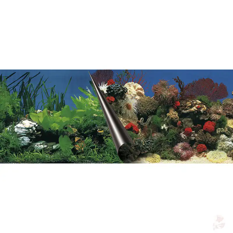 Aquarium Rückwandfolie Stone & Coral | Wendefolie in verschiedenen Größen 60 x 30 cm Super-Preis