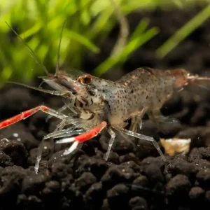Macrobrachium sp. Red Claw (DNZ) | Planarienfresser Sofort Bestellen