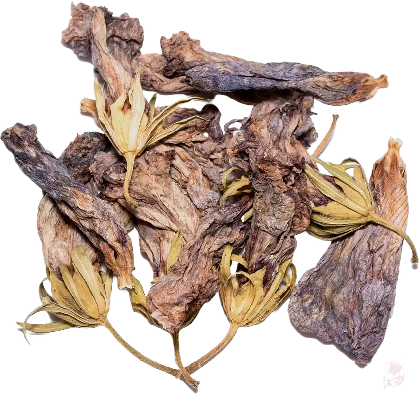 Schneller Versand Hibiskus Blüten, getrocknet | 10 Stück Leckerli für Garnelen