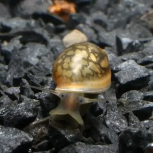 Knallerangebot Quellblasenschnecke (Quarantäne, DNZ) | Garantiert Planarienfrei