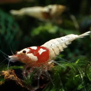 Spotted Head Pintomischer Garnelen (DNZ) Schnäppchen