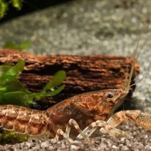 Preisreduziert Knabenkrebs - Cambarellus puer (DNZ) - Männchen Männchen