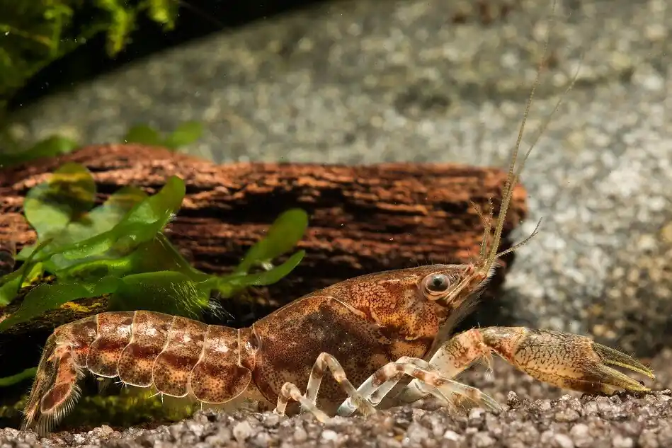 Preisreduziert Knabenkrebs - Cambarellus puer (DNZ) - Männchen Männchen