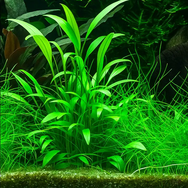 Sofort Bestellen Willis' Wasserkelch - Cryptocoryne x willisii