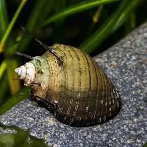 Jetzt Bestellen Haarige Turmdeckelschnecke | Boden-Profi & Keine Vermehrung