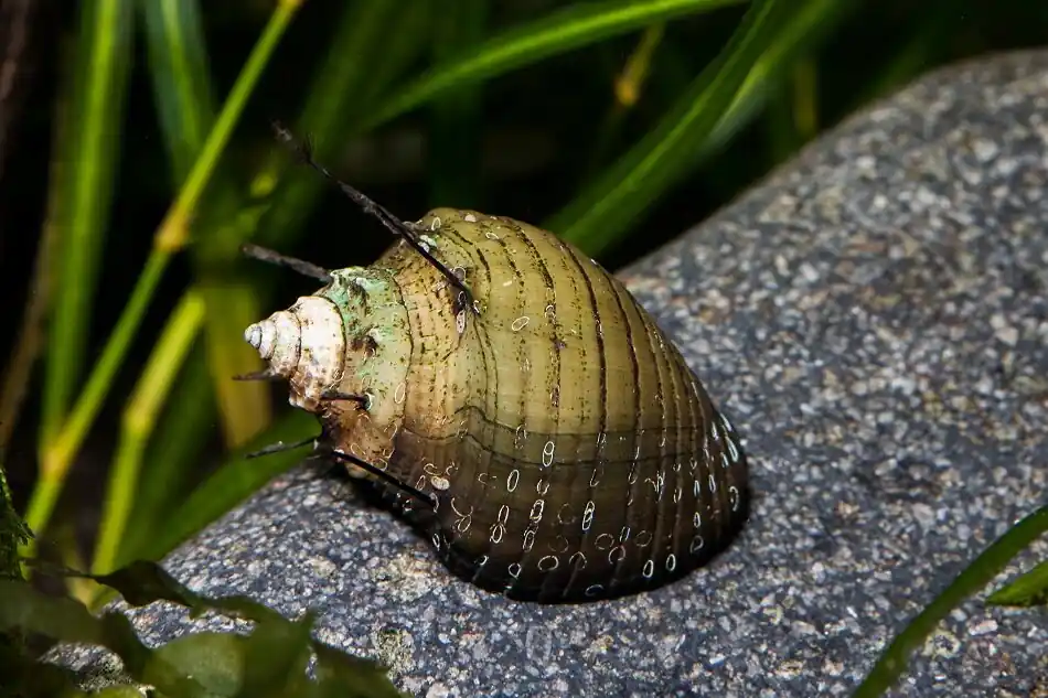 Jetzt Bestellen Haarige Turmdeckelschnecke | Boden-Profi & Keine Vermehrung