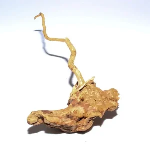 Saisonangebot Moorkien Fingerwurzel #164 - "Da ist der Wurm drin" 10x20x5 cm (LxBxH)