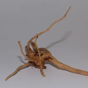Moorkien Fingerwurzel #560 - "Stretching Moorkien" 23x16x13 cm (LxBxH) Rabatt