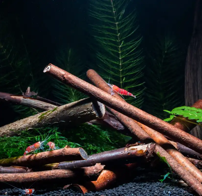 Preiswert Deko-Zweige (verschiedene Sorten) | Natürliche Aquariendekoration Weidenzweige. 8 Stück