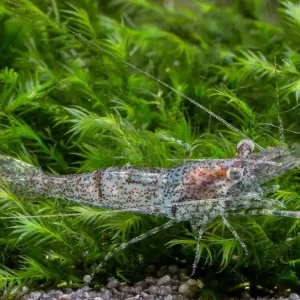 Ringelhandgarnele - Macrobrachium Assamense (Planarienfresser) Sichere Zahlung