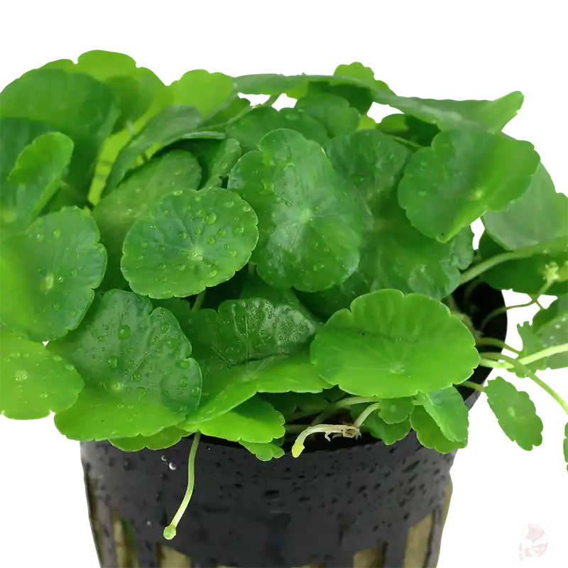 Angebot Hydrocotyle verticillata im Topf
