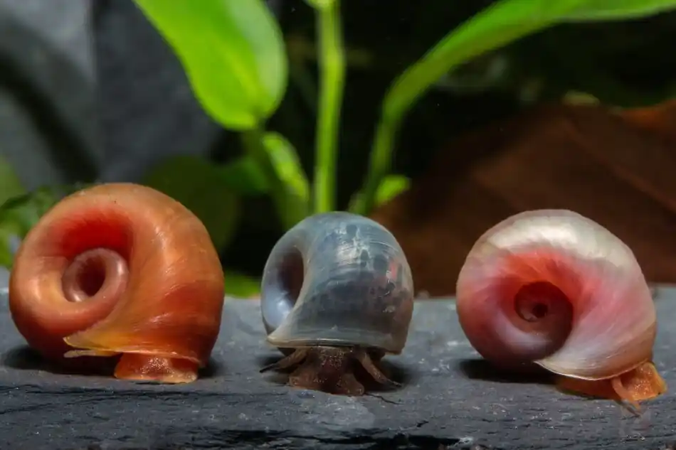Posthornschnecken Regenbogen-Mix (PHS) - Premium Zuchtqualität (DNZ), 6 Stück Nur Für Kurze Zeit