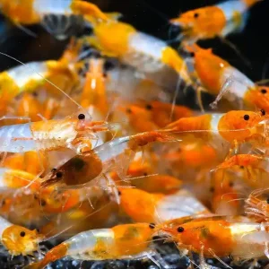 Neu Orange Rili Garnele - Import Orange Rili - Deutsche Nachzucht