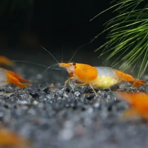Neue Ware Orange Rili Garnele - Eiertragendes Weibchen - Importtiere Orange Rili - Deutsche Nachzucht