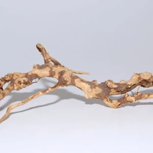 Moorkien Fingerwurzel #1855 - " Pixi " 20x12x6 cm (LxBxH) Preisknaller