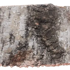 Echt Birkenrinde | natürliches Ergänzungsfuttermittel für Wirbellose 5 x 5cm. 5 Stück