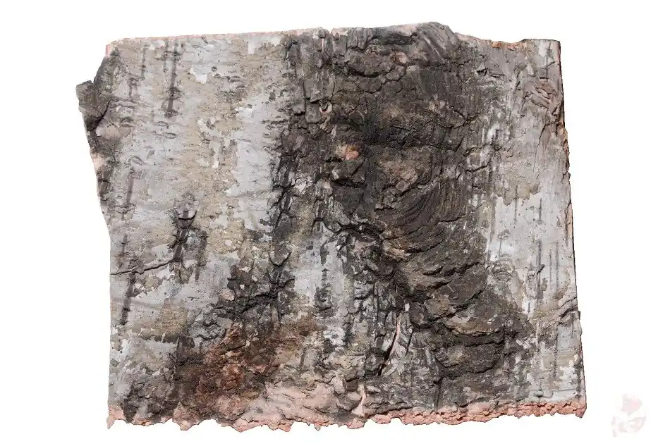 Echt Birkenrinde | natürliches Ergänzungsfuttermittel für Wirbellose 5 x 5cm. 5 Stück
